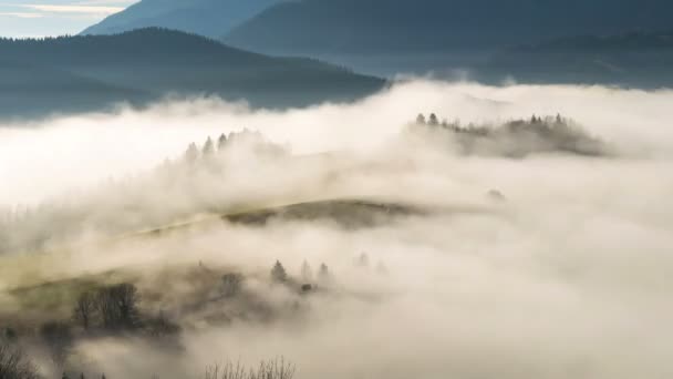 Ködös Reggel Vidéki Táj Gyorsan Mozgó Juhok Rét Ősszel Természet — Stock videók