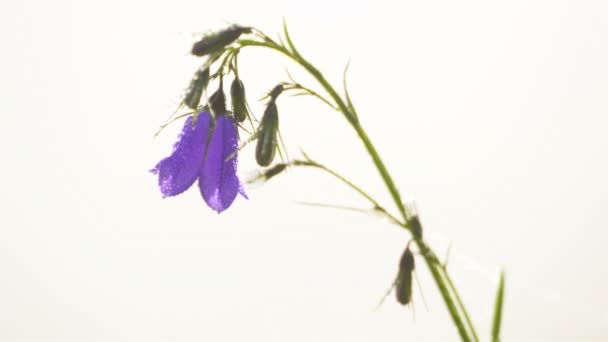 Detailní Záběr Bluebell Květ Kvetoucí Bílém Pozadí Slunečném Letním Ránu — Stock video