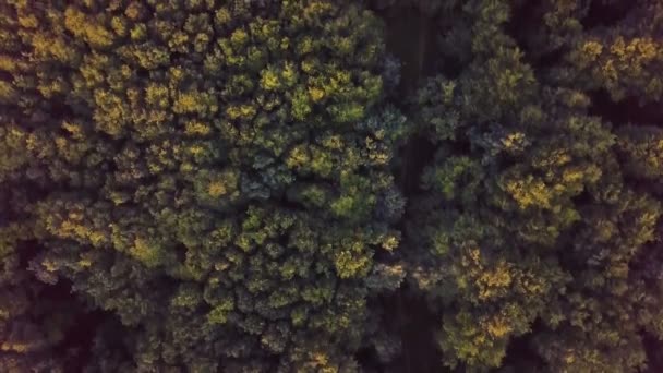 夏夜金光闪闪的自然景观中 鸟瞰着阳光灿烂的绿林 空中景观 — 图库视频影像