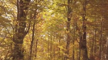 Sonbahar ormanı doğasında güneşin altın ışığıyla dolu renkli bir sabah. İleri uç sabit kamera görüntüsü, Yavaş Hareket. 