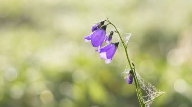 Taze yeşil çayırlarda açan güzel mavi çan çiçekleri sabah çiğ taneleri ve güneşli bahar mevsiminde örümcek ağları. Görüntüyü yakınlaştır 