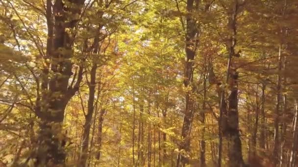 Kleurrijke Ochtend Met Gouden Zonlicht Herfst Bos Natuur Vlieg Voorwaarts — Stockvideo