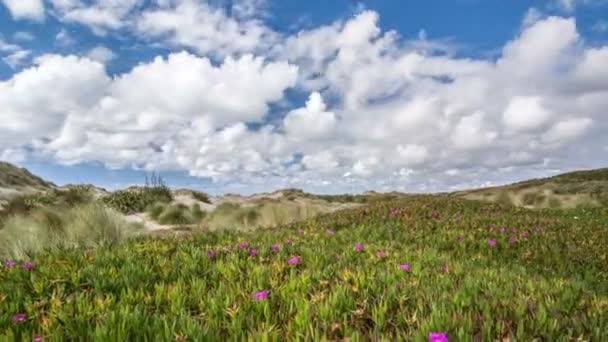White Clouds Moving Fast Flowers Wild Nature New Zealand Summer — Stock Video
