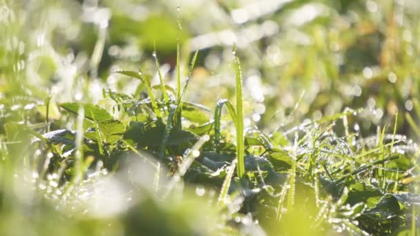 Piękne Świeże Zielone Trawiaste Tło Poranną Rosą Słoneczne Lato Powiększenie — Wideo stockowe