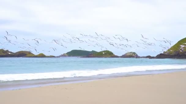 Gaggle Fåglar Måsar Flyger Över Stranden Havet Kustlandskap Nya Zeeland — Stockvideo