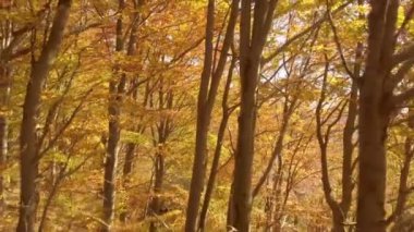 Sonbahar ormanı doğasında güzel güneş ışığı olan renkli bir sabah. Geriye doğru uç sabit kamera görüntüsü. 