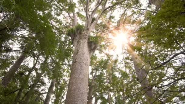 Napfény Zélandi Nemzeti Park Friss Zöld Erdejében Tavasszal Dolly Balról — Stock videók