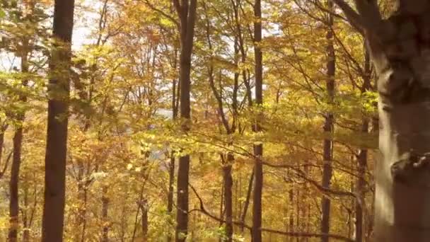 Piękne Kolory Jesiennym Lesie Słoneczny Poranek Latać Między Drzewami Gałęziami — Wideo stockowe