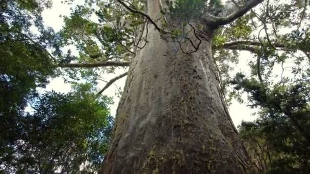 Enorma Kauri Träd Nya Zeeland Vilda Skogspark Natur Solig Sommardag — Stockvideo
