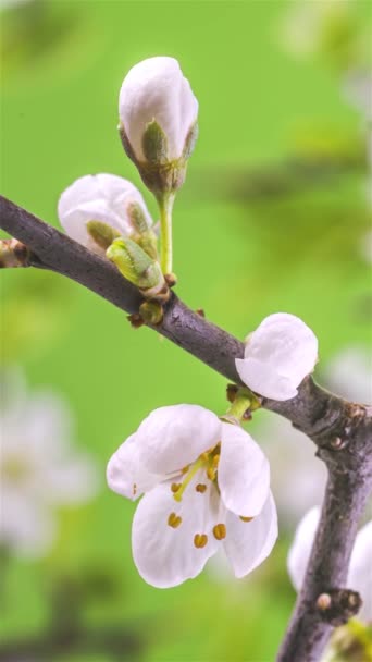 Timelapse Beautiful White Flowers Blooming Fast Plum Fruit Tree Branch — Stock Video