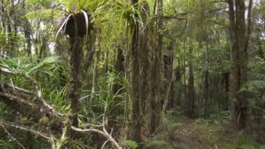 Yeni Zelanda 'daki ilkel ormanların taze yeşil renkleri. Dolly orman bitkisinin üzerinde vuruldu.. 