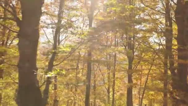 Arany Fény Őszi Színek Őszi Erdőben Gyönyörű Napos Természet Jobbról — Stock videók