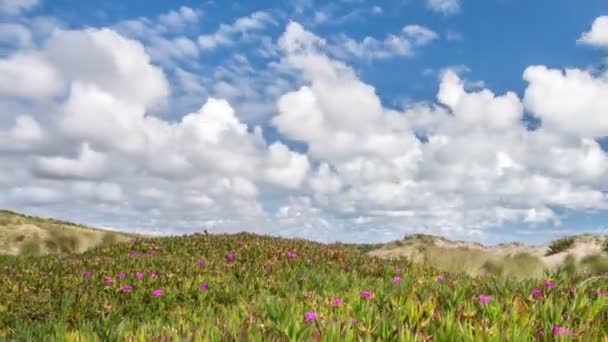 Witte Wolken Bewegen Snel Prachtige Bloemen Het Wilde Landschap Van — Stockvideo