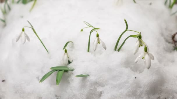 Gyorsan Olvad Napsütéses Napokban Gyengéd Fehér Hóvirág Virágzik Kora Tavasszal — Stock videók