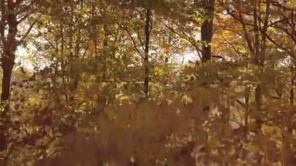 Flyg Upp Från Höstens Skogsnatur Med Vackra Trädfärger Soligt Landskap — Stockvideo