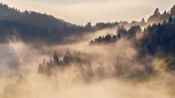 雾蒙蒙的森林和树木的神奇美丽 在秋天的清晨 金色的日出的光芒 时间流逝 — 图库视频影像