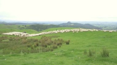 Shepherd, Yeni Zelanda 'da yeşil organik çiftlikte hızla hareket eden koyunları kovalıyordu. Zaman aşımı, Pan. 