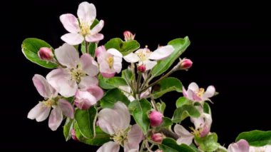 Elma ağacının güzel yemyeşil çiçekleri taze baharda siyah arka planda hızla çiçek açıyor. Büyüyen zaman atlaması. 