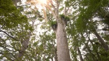 Yeni Zelanda 'da taze yeşil ormanlarda, kauri ağaçlarıyla birlikte güneş ışığı. Kaydır, yakınlaştır.. 