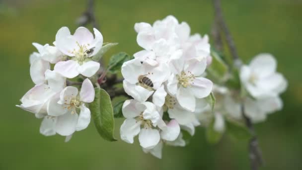 Honeybee Pollinate White Apple Tree Flowers Fresh Spring Nature — Stock Video