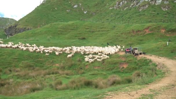 Βοσκός Μια Μηχανή Quad Γουίτ Λίγα Σκυλιά Κυνηγούν Πρόβατα Πράσινο — Αρχείο Βίντεο