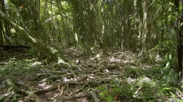 Piękno Zielonej Dżungli Świeżym Słonecznym Lesie Nowej Zelandii Dziki Krajobraz — Wideo stockowe