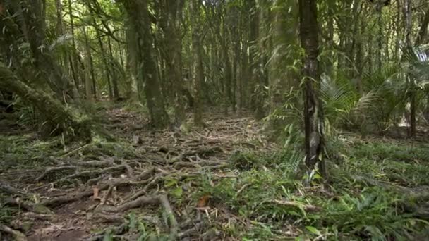 Spokojne Uczucie Świeżym Zielonym Lesie Dzikiej Przyrodzie Nowozelandzkiego Krajobrazu Stabilny — Wideo stockowe