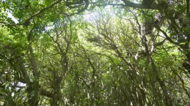 Taze yeşil ormandaki ağaç tepelerinin güzel manzarası Yeni Zelanda 'nın güzel ve güneşli yaz manzarası. Panoramik çekim yukarı bakıyor. 