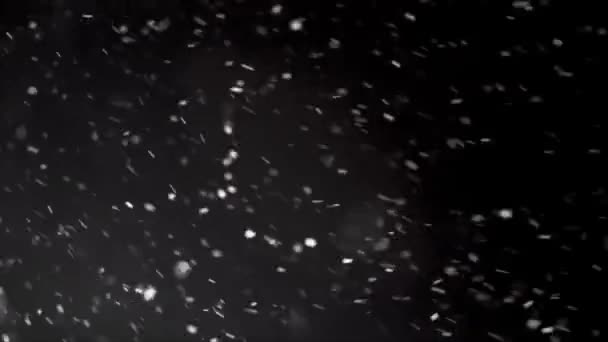 Sněží Černém Pozadí Skutečné Sněhové Vločky Padají Pohybují Větru Tmavé — Stock video