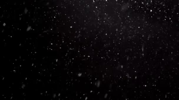 Het Sneeuwt Koude Winter Zwarte Achtergrond Echte Sneeuwvlokken Vallen Bewegen — Stockvideo
