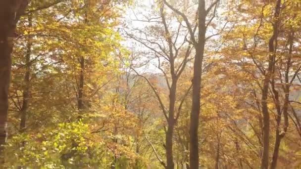 Gyönyörű Színek Őszi Erdőben Repülj Vissza Fák Ágak Közé Békés — Stock videók