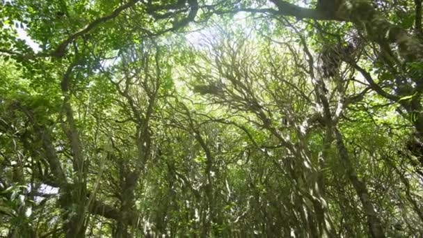 Vacker Utsikt Över Trädtopparna Frisk Grön Skog Vackra Vildmarkslandskap Nya — Stockvideo