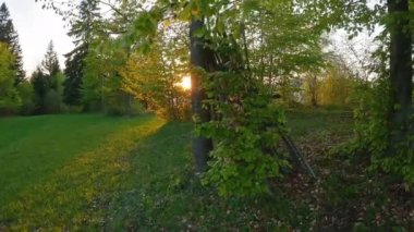 Orman manzarasında güneşin sihirli ışığı yeşil bahar doğasında gün doğumunda. Ağaçların yanında huzurlu bir yürüyüş, rahatlama ortamı. Sabit hareket videosu