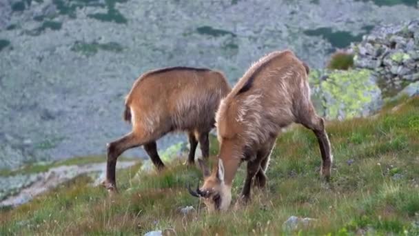 在阿尔卑斯山性质的高山草甸上 两头山羊草的细部正在吃草 自然栖息地中的野生动物 — 图库视频影像