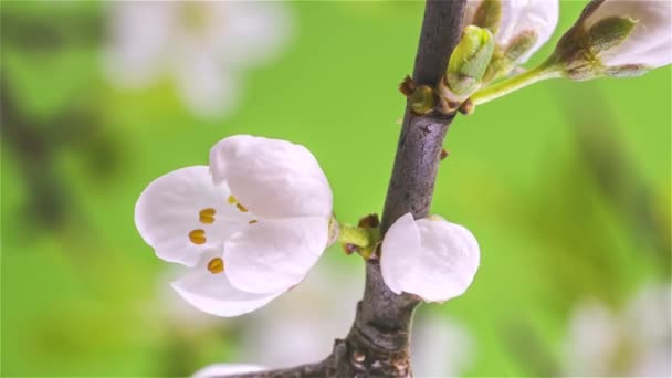 Primer Plano Timelapse Hermosas Flores Blancas Que Florecen Rápidamente Rama — Vídeos de Stock