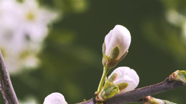 Primer Plano Timelapse Beautiful White Flowers Blossom Fast Plum Tree — Vídeos de Stock