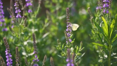 Kelebek çiçeğe oturur ve bahar bahçesinde uçar gider, yavaş çekim yeşil arka plan