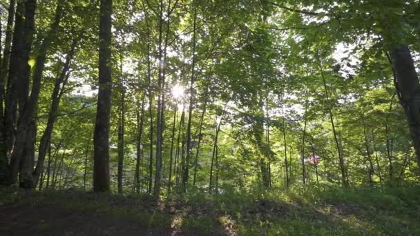 夏日黄昏的大自然里 阳光普照 绿林中的倒影闪烁着 和平全景自然背景视频 — 图库视频影像