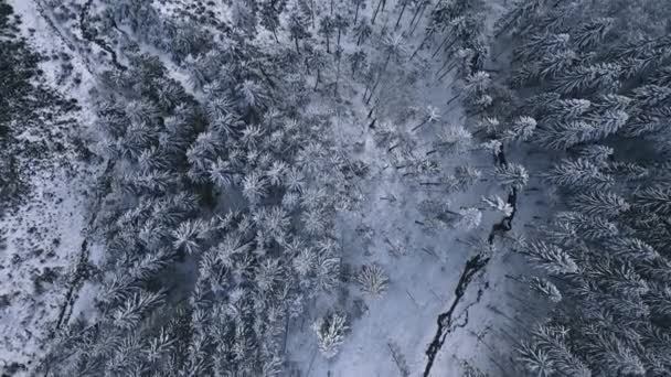 Pássaro Vista Paisagem Congelada Floresta Inverno Com Árvores Nevadas Pequenas — Vídeo de Stock