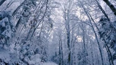 Soğuk doğa manzarasında kış ormanlarında donmuş karlı ağaçlar. Ağaç taçlarına, Noel arkaplan videolarına bak