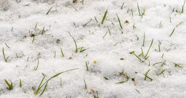 Der Schnee Schmilzt Schnell Auf Der Grünen Grasbewachsenen Wiese Mit — Stockvideo