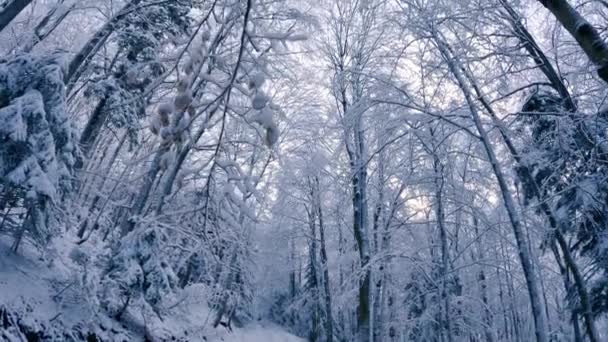 寒い自然の風景の中で冬の森で凍った雪の木 木の冠 クリスマスの背景ビデオを見てください — ストック動画
