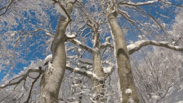在美丽的冬季森林自然背景下 冰雪覆盖的树木向着蓝天飞去 抬头看被雪覆盖的树冠 在自然景观4Kb Roll视频中冻结阳光灿烂的一天 — 图库视频影像