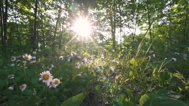 Сонце Світить Свіжому Зеленому Лісі Красивими Ромашковими Квітами Навесні Передньому — стокове відео
