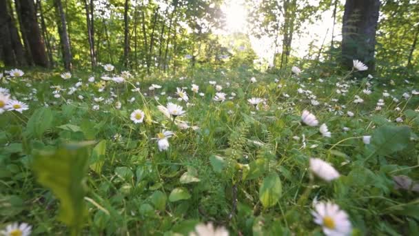 Tło Piękne Stokrotki Łąka Kwiaty Zielonym Słonecznym Lesie Słońce Świeci — Wideo stockowe