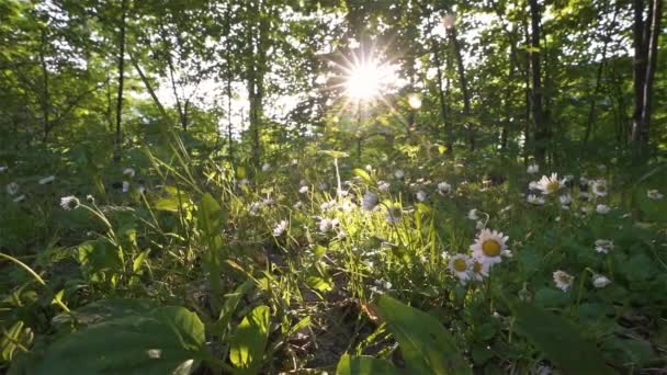 Чарівне Світло Сонця Зеленому Лісі Природа Красивими Ромашковими Квітами Крупним — стокове відео