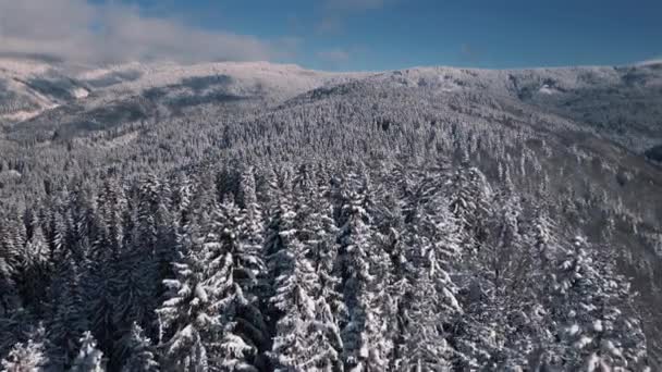 Widok Lotu Ptaka Zimowe Góry Leśne Śnieżnymi Drzewami Zimnym Słońcu — Wideo stockowe
