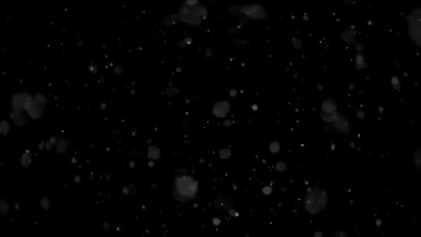 Nieve Real Cayendo Invierno Está Nevando Fondo Superposición Vídeo Naturaleza — Vídeos de Stock