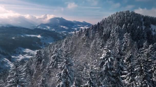 Voe Acima Floresta Inverno Com Árvores Nevadas Montanhas Alpes Congeladas — Vídeo de Stock