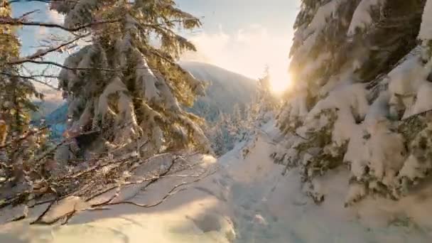 美しい冬の不思議な国を散策し 夜の夕方の日没に凍った山の自然の中で雪の木々と太陽の黄金の光で 高速ウォーキングビデオ映像 観光アドベンチャーの背景 — ストック動画